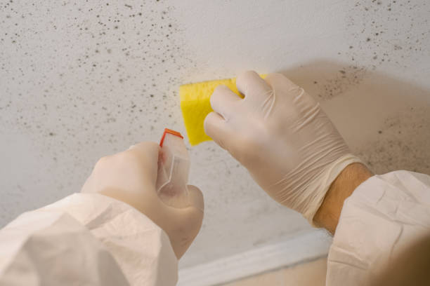 Mold Remediation for Rental Properties in Bellmore, NY